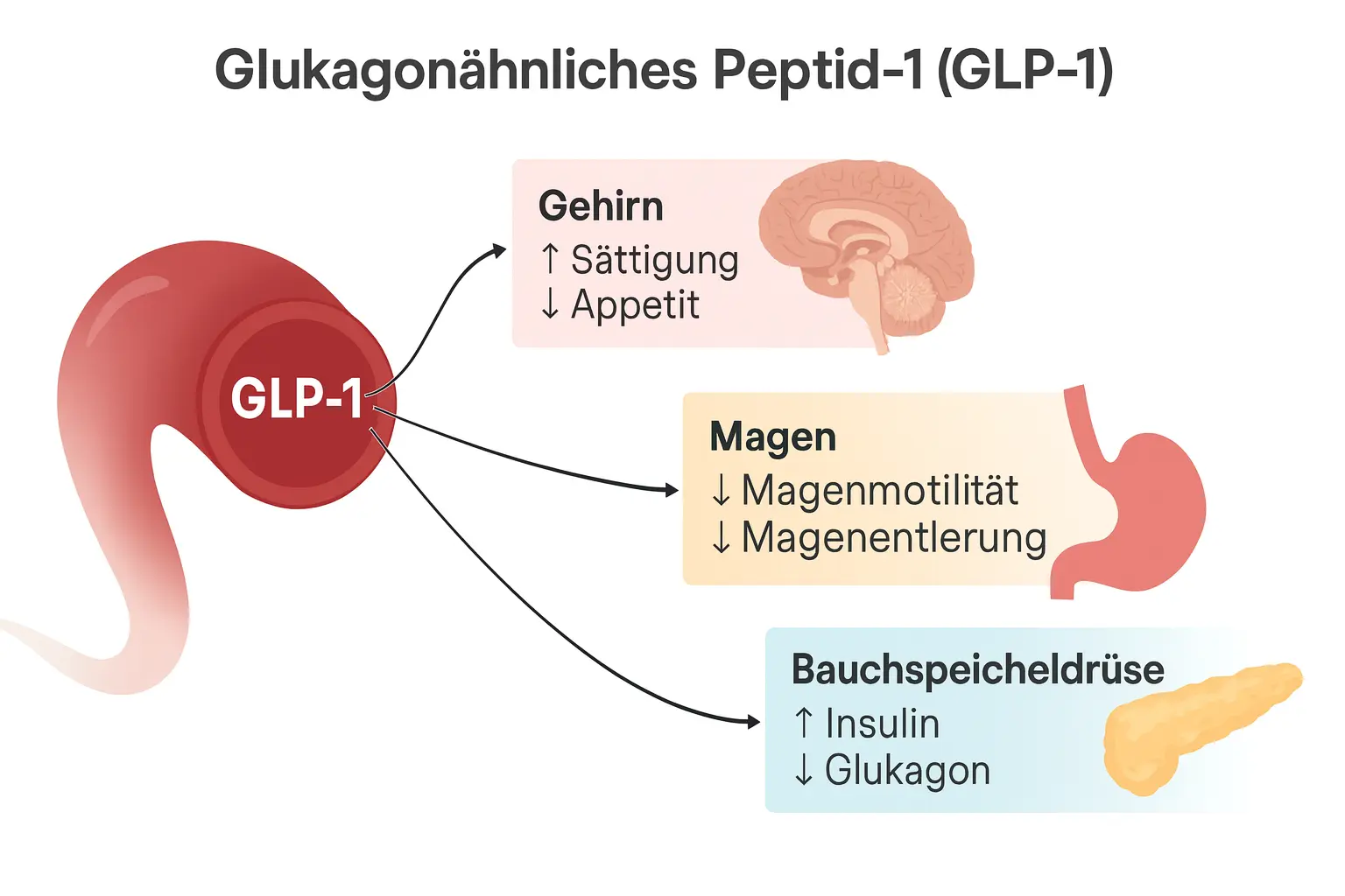 GLP-1 illustration